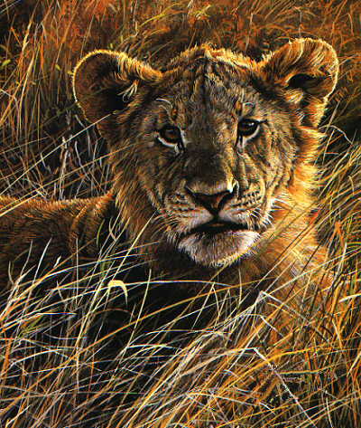 Serengeti Prince 
