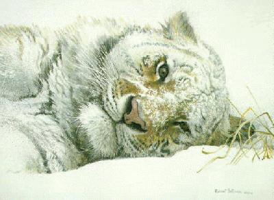 Snowy Nap - Tiger